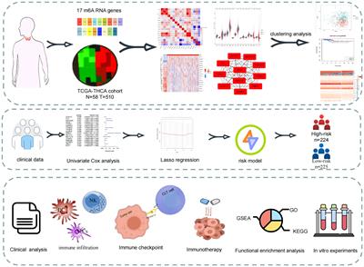 Effect of the m6ARNA gene on the prognosis of thyroid cancer, immune infiltration, and promising immunotherapy